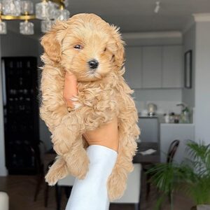 Anatoliy Rudenko Instagram - На фото трое щенков🐶