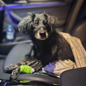Andrea Veselá Instagram - #rokysek #nesmrtelny #karmazdarma

Rokysek po dnešní návštěvě na veterinární klinice Ivet u skvělého pana doktora Čecha♥️. Rokysek byl opět za hvězdu, nikdo nechápe, že je stále s námi, že se snaží ještě trochu chodit. Všechny nohy jsou špatné, přední se mu opět otevírá, ale zase to zvládne, je přece nesmrtelný, protože přesně tak mu na veterine říkají ♥️
Ale proč to tady hlavně píšu, těm lidem co tohle Rokyskovi a dalším pejskům udělali, bych ráda vzkázala, že karma je zdarma a já pevně doufám, že se vám tohle vrátí a s ještě větší silou 😡. Jsem mírumilovny člověk, ale temhle stvořením opravdu nepřeji nic hezkého, nic jiného než utrpení, bolest a samotu.