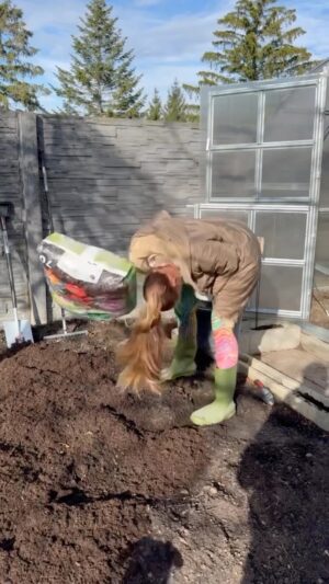 Andrea Veselá Instagram - Jaro je skoro tady, tak co bych si ty záda úplně nevoddělala, že jo? Jen, ať si šedivák dá presíčko😂, ségra nakrade substrát na muškáty do budoucích ( v daleké budoucnosti 🙏🙏🙏🙏) psích pelíšků a ještě se vysměje mojí pomerančový kůře a je šťastná, že nakradla mulčovací kůru a já se můžu ztrhat😂. No hlavně, že mám zásoby a můžu začít makat na zahradě, teda, až se budu moct pohnout a ta bolest zad trochu odezní. Jooo, kdy se sází muškáty? 

@michal_topol @cukrarinka_ 

#spring #flowers #raselina #substrat #kura #garden #zahony #sklenik