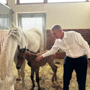 Andrej Babiš Instagram - Na Farmě @capihnizdo mají tři nové přírůstky 🐎😍 

Willa *26. 4. 2024
Apollon *3. 6. 2024
Jupiter *28. 6. 2024

Všichni jsou kouzelní a po minulém roce, kdy bohužel jedno hříbátko zemřelo, jsou to nádherné zprávy. Všem se skvěle daří ❤️