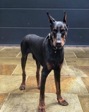 Andrew Flintoff Instagram - Thank you so much @protectiondogworldwide for our new family member “Trevor” we are so lucky he is incredible 😍