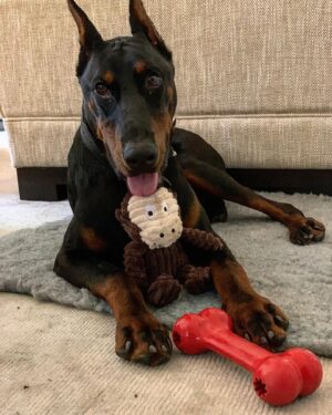 Andrew Flintoff Instagram - Thank you so much @protectiondogworldwide for our new family member “Trevor” we are so lucky he is incredible 😍