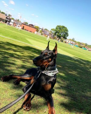 Andrew Flintoff Instagram - Trevor’s at his first cricket match @protectiondogworldwide , think he likes it 👌🏼