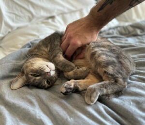 Andrew Rea Instagram - Sunday Buckpdate: still one of America’s preeminent cats, leading the field in stretches and upside-downedness.