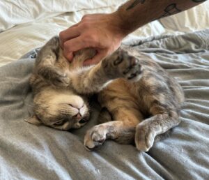 Andrew Rea Instagram - Sunday Buckpdate: still one of America’s preeminent cats, leading the field in stretches and upside-downedness.