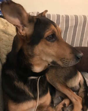 Andri Theodotou Instagram - 7 χρόνια μαζί !!! Όλιβερ we love you!!! #love #loveanimals #dog #lovemydog #birthday #birtdayboy #cute #instagram #instagood #instaanimal #instadaily #picoftheday #photography #oliver #november #home @diwnhh @dimitrisdegaitis
