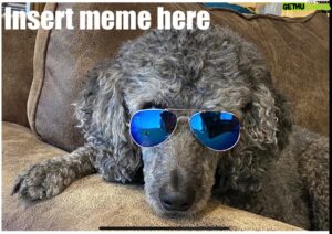 Andy Walken Instagram - My pupper is looking meme-worthy today... let’s see what you guys come up with! Tag me and I will repost some! 

#memeworthy #puppers #puppersofinstagram #wecanbeheroes #saturdayvibes #edmundblackadder #poodle