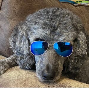 Andy Walken Instagram - My pupper is looking meme-worthy today... let’s see what you guys come up with! Tag me and I will repost some! 

#memeworthy #puppers #puppersofinstagram #wecanbeheroes #saturdayvibes #edmundblackadder #poodle