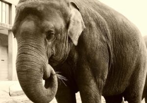 Aneurin Barnard Instagram - One from my archive… she was a beauty! 🐘