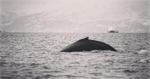 Aneurin Barnard Instagram - There is a reason they are called humpbacks 🇳🇴🐋