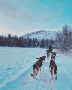 Aneurin Barnard Instagram - 🦮🐕‍🦺🐕🛷❄️🇳🇴