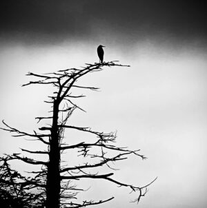 Aneurin Barnard Instagram - Moody Heron