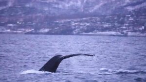 Aneurin Barnard Instagram - Beautiful humpback whales wild and free in Norway 🇳🇴♥️🐋