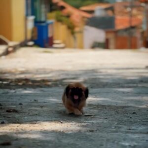 Ângelo Rodrigues Instagram - Visitar Trinidad é como entrar numa cápsula do tempo. A cidade, com herança dos europeus que aqui passaram nos séculos 18 e 19, é um deleite para os olhos. 

Ora vemos igrejas deslumbrantes, ora casitas coloniais coloridas, tudo parece saído de um conto de fadas. 

As ruas de paralelepípedos deixariam qualquer calceteiro sentir-se um amador. Por outro lado, são o pânico de donzelas que ousem usar salto alto. 

Cada esquina reserva uma nova surpresa, seja um músico de rua que toca salsa ou uma vendedora de charutos cubanos; 

Trinidad é um vislumbre gratuito do passado, com aquele toque caloroso e bom feeling cubanos.

📸 @rolandoli_photography