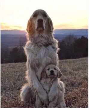 Angie Everhart Instagram - To all the mother and sons who feel like this about their pup. #nothingbetter