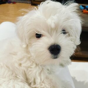 Angie Everhart Instagram - Our newest member of our family Wolfgang Van Halen the 2nd! Aka Wolfie!! We always named our Maltese after the band…I had Sir Edward and Alex so we thought it was perfect! #puppylove #puppiesofinstagram #puppy #malteseofinstagram  #lovemydog #lovepuppies #vanhalenfan #wolfgangvanhalen ❤️🖤❤️