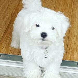 Angie Everhart Instagram - Our newest member of our family Wolfgang Van Halen the 2nd! Aka Wolfie!! We always named our Maltese after the band…I had Sir Edward and Alex so we thought it was perfect! #puppylove #puppiesofinstagram #puppy #malteseofinstagram  #lovemydog #lovepuppies #vanhalenfan #wolfgangvanhalen ❤️🖤❤️