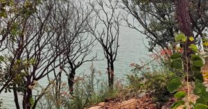 Anisha Alla Instagram - How many posts are enough posts to do justice to sharing all that i feel with the skies and the seas, the lands and the breeze?

PS: #ILoveTrees