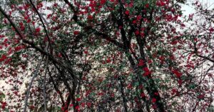 Anisha Alla Instagram - How many posts are enough posts to do justice to sharing all that i feel with the skies and the seas, the lands and the breeze?

PS: #ILoveTrees