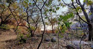 Anisha Alla Instagram - How many posts are enough posts to do justice to sharing all that i feel with the skies and the seas, the lands and the breeze?

PS: #ILoveTrees