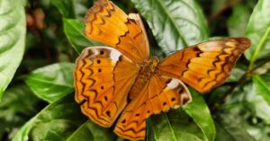Anisha Alla Instagram - As we approach the Great Awakening, embrace the fluctuations with compassion. Cicadas, are sacred creatures. They've been messengers for both the tired and, the empowered. All the in between forget to see how colourful, the gradients can be.

Have you ever seen a broken butterfly?
There's lots to learn from how they rise.

Ps - All photos are clicked on my phone.