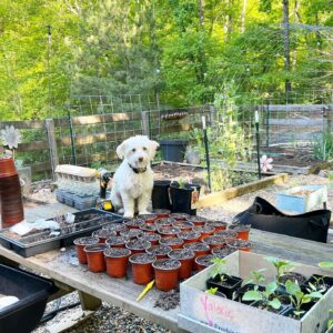 Anita Corsini Instagram - The best little garden helper there ever was … it’s my favorite time of year! 🪴🐶❤️

If I’m not working on real estate you will find me here! Questions on gardening? Drop it below and if I can help I will!! ⬇️⬇️⬇️

………………………………………………..
#garden #gardening #gardens #gardendesign #gardener #gardenlife #gardenlove #gardenparty #gardensbythebay #gardenwedding #gardendecor #gardencity #gardenlovers #gardensofinstagram #gardenart #gardeninspiration #gardenhouse #gardengrove #gardenphotography #gardena #gardenlover #gardenofthegods #gardenstate #gardenflowers #GardenRoute #gardeningisfun #gardentotable #gardenersofinstagram #gardenfurniture #gardenia