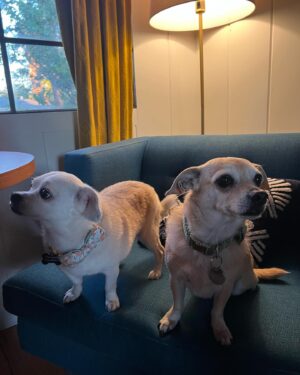 Anna Drezen Instagram - UPDATE: They got adopted! I feel everything. 
//
Looking for these? A bonded pair of adoptable chihuahuas named Buttercup and Peanut Brittle from @thelabellefoundation? Who love the couch and also the walk? Who kiss each others faces? Who have no bones in their bodies? Who make dog lasagna every night (dog, blanket, dog)? Who will watch you when you cook and do the kick thing with the leg when you scratch the belly? Perhaps you work too hard -- perhaps in the industry! -- and you need two little freaks to slow you down a little and make sure you get outside for a trot every day. Take the plunge! They're a 7 year old boy and a 10 year old girl whose elderly owners could no longer care for them. They love all people, are pretty normal and friendly with other dogs, and are just the right energy level IMO (can go for long walks every day but don't need to be hiked twice a day in order to stay sane). Go to the link on their page to apply! #fosterdogs #littleguys