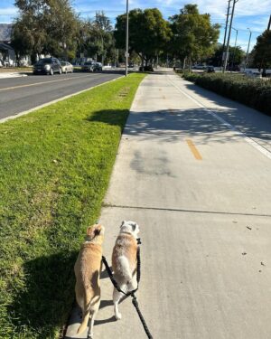 Anna Drezen Instagram - UPDATE: They got adopted! I feel everything. 
//
Looking for these? A bonded pair of adoptable chihuahuas named Buttercup and Peanut Brittle from @thelabellefoundation? Who love the couch and also the walk? Who kiss each others faces? Who have no bones in their bodies? Who make dog lasagna every night (dog, blanket, dog)? Who will watch you when you cook and do the kick thing with the leg when you scratch the belly? Perhaps you work too hard -- perhaps in the industry! -- and you need two little freaks to slow you down a little and make sure you get outside for a trot every day. Take the plunge! They're a 7 year old boy and a 10 year old girl whose elderly owners could no longer care for them. They love all people, are pretty normal and friendly with other dogs, and are just the right energy level IMO (can go for long walks every day but don't need to be hiked twice a day in order to stay sane). Go to the link on their page to apply! #fosterdogs #littleguys