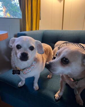 Anna Drezen Instagram - UPDATE: They got adopted! I feel everything. 
//
Looking for these? A bonded pair of adoptable chihuahuas named Buttercup and Peanut Brittle from @thelabellefoundation? Who love the couch and also the walk? Who kiss each others faces? Who have no bones in their bodies? Who make dog lasagna every night (dog, blanket, dog)? Who will watch you when you cook and do the kick thing with the leg when you scratch the belly? Perhaps you work too hard -- perhaps in the industry! -- and you need two little freaks to slow you down a little and make sure you get outside for a trot every day. Take the plunge! They're a 7 year old boy and a 10 year old girl whose elderly owners could no longer care for them. They love all people, are pretty normal and friendly with other dogs, and are just the right energy level IMO (can go for long walks every day but don't need to be hiked twice a day in order to stay sane). Go to the link on their page to apply! #fosterdogs #littleguys