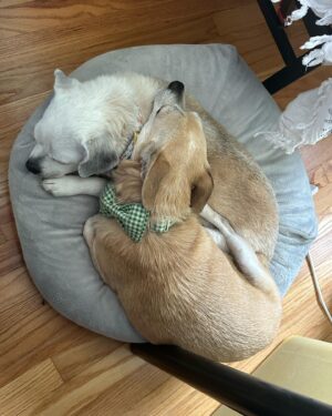 Anna Drezen Instagram - UPDATE: They got adopted! I feel everything. 
//
Looking for these? A bonded pair of adoptable chihuahuas named Buttercup and Peanut Brittle from @thelabellefoundation? Who love the couch and also the walk? Who kiss each others faces? Who have no bones in their bodies? Who make dog lasagna every night (dog, blanket, dog)? Who will watch you when you cook and do the kick thing with the leg when you scratch the belly? Perhaps you work too hard -- perhaps in the industry! -- and you need two little freaks to slow you down a little and make sure you get outside for a trot every day. Take the plunge! They're a 7 year old boy and a 10 year old girl whose elderly owners could no longer care for them. They love all people, are pretty normal and friendly with other dogs, and are just the right energy level IMO (can go for long walks every day but don't need to be hiked twice a day in order to stay sane). Go to the link on their page to apply! #fosterdogs #littleguys