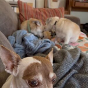 Anna Drezen Instagram - UPDATE: They got adopted! I feel everything. 
//
Looking for these? A bonded pair of adoptable chihuahuas named Buttercup and Peanut Brittle from @thelabellefoundation? Who love the couch and also the walk? Who kiss each others faces? Who have no bones in their bodies? Who make dog lasagna every night (dog, blanket, dog)? Who will watch you when you cook and do the kick thing with the leg when you scratch the belly? Perhaps you work too hard -- perhaps in the industry! -- and you need two little freaks to slow you down a little and make sure you get outside for a trot every day. Take the plunge! They're a 7 year old boy and a 10 year old girl whose elderly owners could no longer care for them. They love all people, are pretty normal and friendly with other dogs, and are just the right energy level IMO (can go for long walks every day but don't need to be hiked twice a day in order to stay sane). Go to the link on their page to apply! #fosterdogs #littleguys