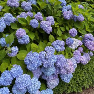 Anna Grace Barlow Instagram - me 🤝🏻 hydrangeas