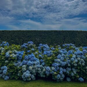 Anna Grace Barlow Instagram - me 🤝🏻 hydrangeas