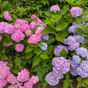 Anna Grace Barlow Instagram - me 🤝🏻 hydrangeas