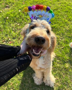 Anna Harr Instagram - alright everyone say happy 6th birthday to alfie🫶🏻🥳🎈🐶or else he may cry (he’s a very sensitive lil bro😭) #goldendoodle