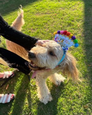 Anna Harr Instagram - alright everyone say happy 6th birthday to alfie🫶🏻🥳🎈🐶or else he may cry (he’s a very sensitive lil bro😭) #goldendoodle