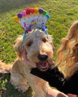 Anna Harr Instagram - alright everyone say happy 6th birthday to alfie🫶🏻🥳🎈🐶or else he may cry (he’s a very sensitive lil bro😭) #goldendoodle