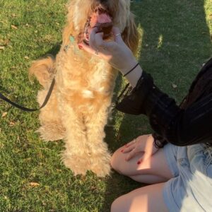 Anna Harr Instagram - alright everyone say happy 6th birthday to alfie🫶🏻🥳🎈🐶or else he may cry (he’s a very sensitive lil bro😭) #goldendoodle