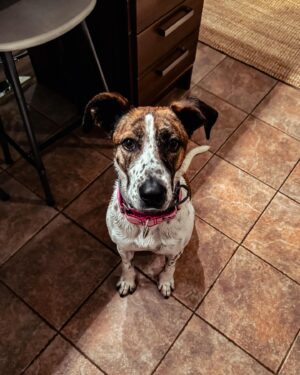 Anna-Liisa Bergström Instagram - Hän on Maggie❤️🐶
Rescuekoira Espanjasta ja nyt hän saa lopullisen kodin meiltä❤️
Turvaa ja PALJON rakkautta❣️
@secondchancerescue.ry 

Hyvää naistenpäivää kaikille!