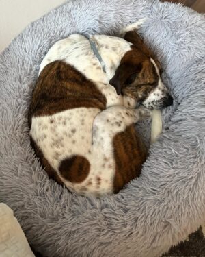 Anna-Liisa Bergström Instagram - Hän on Maggie❤️🐶
Rescuekoira Espanjasta ja nyt hän saa lopullisen kodin meiltä❤️
Turvaa ja PALJON rakkautta❣️
@secondchancerescue.ry 

Hyvää naistenpäivää kaikille!
