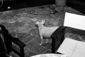 Anna-Maria Papaharalambous Instagram - Στιγμές vol II.... 
📸 @alexphotocode
#adoptdontshop #dogsarefamily
#instantphotography #blackwhitephotography #ig_greece #igbw