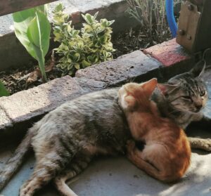 Anna-Maria Papaharalambous Instagram - Mother and son#cats #motherhood
#nature #lovenomatterwhat