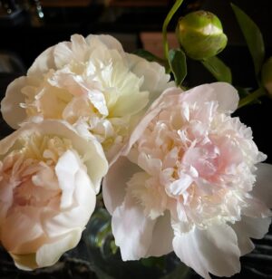 Anne Leighton Instagram - Soft beauty like you 💕 #peonies