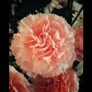 Annie Briggs Instagram - •persephone•freya•ēostre•