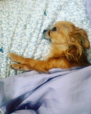 Annie Chang Instagram - Dogs on dogs 

#isitfridayyet