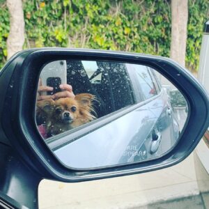 Annie Chang Instagram - I know I need a car wash #sneakpeek #dogdays