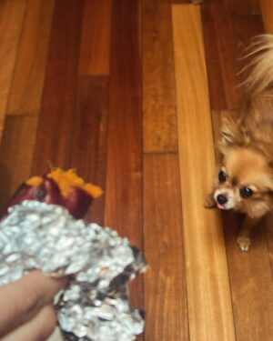 Annie Chang Instagram - Myrtle and the Sweet Potato: A Series 

Shot by @barnett_julian