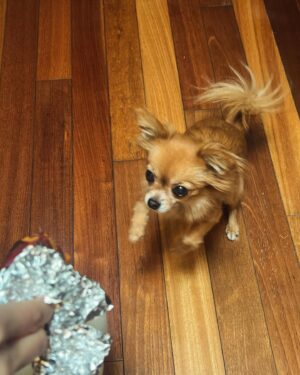 Annie Chang Instagram - Myrtle and the Sweet Potato: A Series 

Shot by @barnett_julian