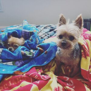 Annie Chang Instagram - Just two troublemakers on a Sunday, courtesy of @chauchau00