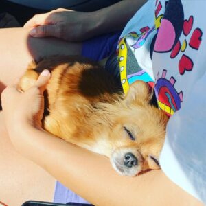 Annie Chang Instagram - Sunday 🌞 

#chihuahuasofinstagram #chihuahualife #chihuahua #furbaby